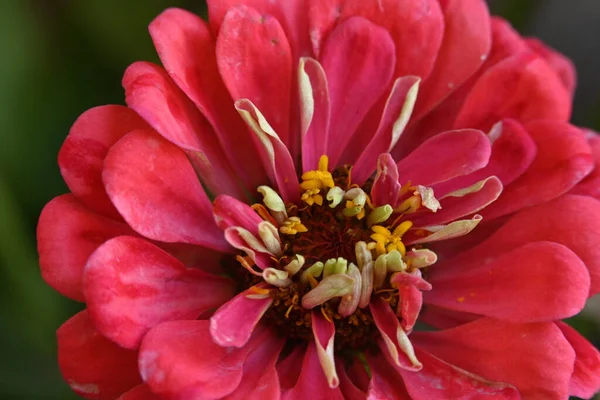 Közel Egy Piros Virág Kertben — Stock Fotó