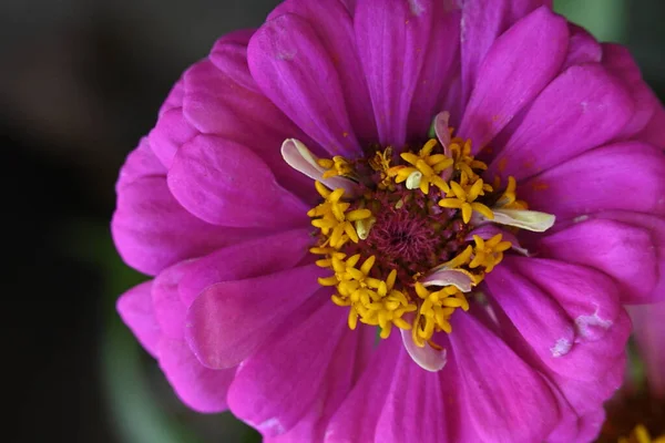 花园里美丽的粉红色花朵 — 图库照片