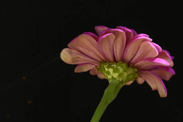 Рожева Квітка Ізольована Чорному Фоні — стокове фото