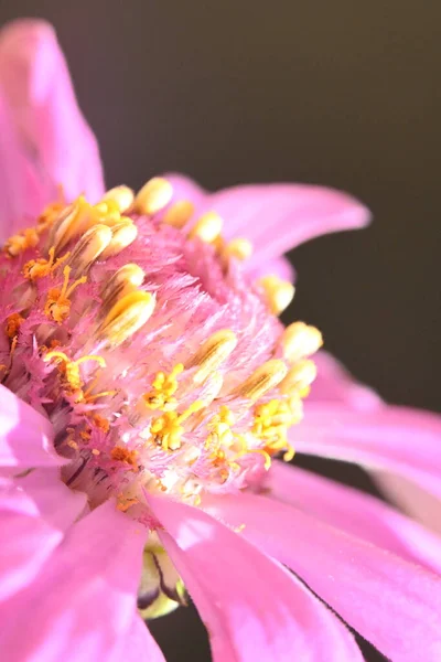 Рожева Квітка Ізольована Чорному Фоні — стокове фото