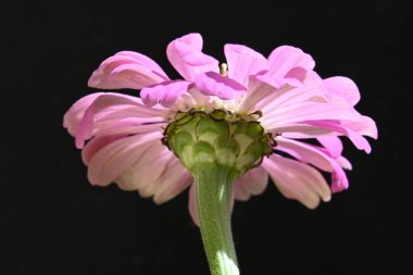 Siyah arkaplanda izole edilmiş pembe çiçek.