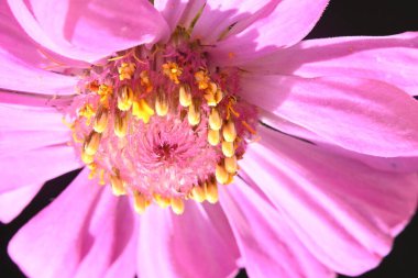 Siyah arkaplanda izole edilmiş pembe çiçek.