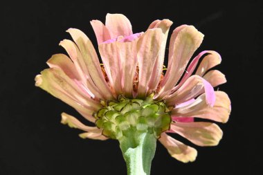 Siyah arkaplanda izole edilmiş pembe çiçek.