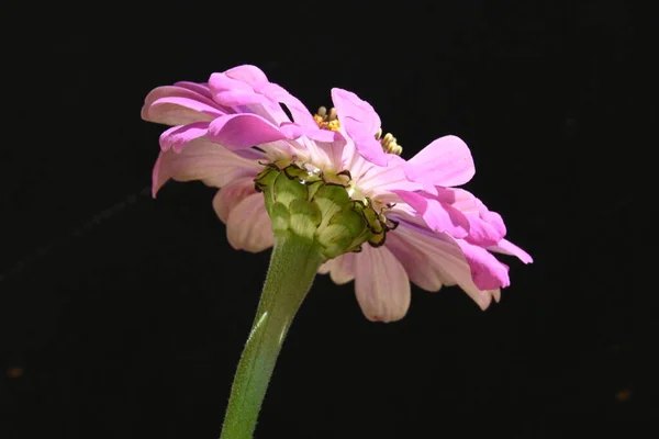 在黑色背景上隔离的粉红花 — 图库照片
