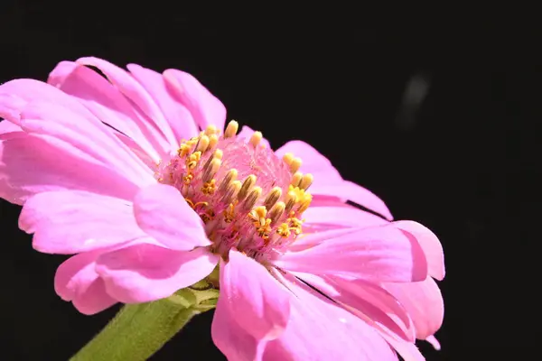 黒地に孤立したピンクの花 — ストック写真