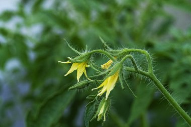 Domates bitkisinin sarı çiçeklerini kapatın.
