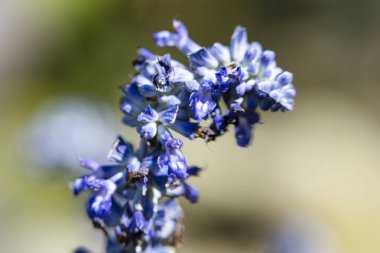 Bahçede yetişen güzel mor çiçekler yaz günü