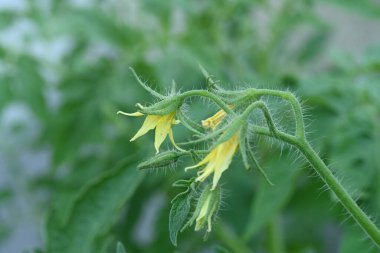 Domates bitkisinin sarı çiçeklerini kapatın.
