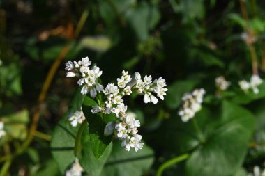 Bahçedeki güzel çiçekleri kapat. 