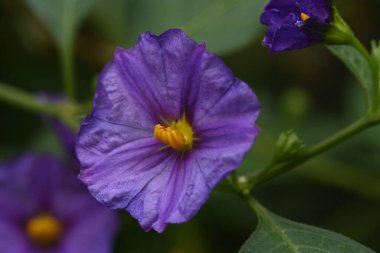 Bahçede yetişen güzel mor çiçekler yaz günü