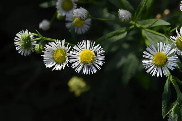Közel Gyönyörű Virágok Kertben — Stock Fotó