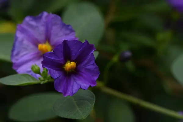 Schöne Lila Blumen Die Sommertagen Garten Wachsen — Stockfoto