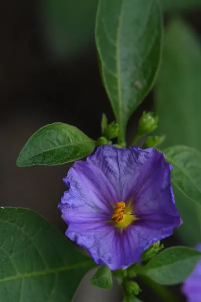 夏日在花园里生长着美丽的紫色花朵 — 图库照片