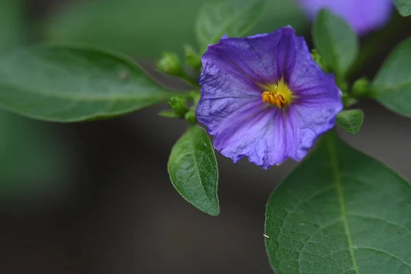 Hermosas Flores Púrpuras Creciendo Jardín Día Verano — Foto de Stock