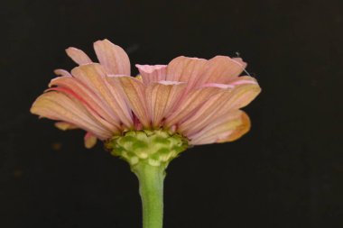 Siyah arkaplanda izole edilmiş pembe çiçek.