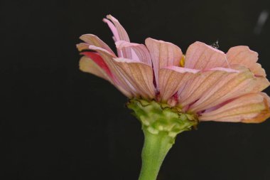 Siyah arkaplanda izole edilmiş pembe çiçek.
