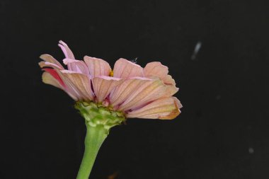 Siyah arkaplanda izole edilmiş pembe çiçek.