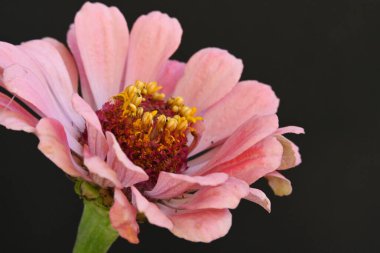 Siyah arkaplanda izole edilmiş pembe çiçek.