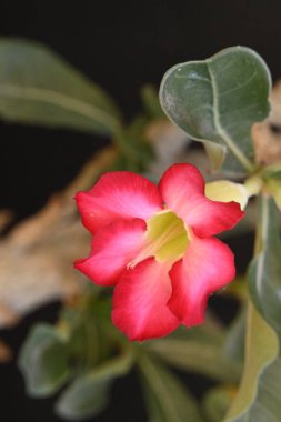 Bahçedeki güzel pembe çiçekler