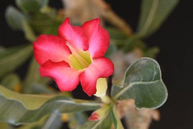 Bahçedeki güzel pembe çiçekler