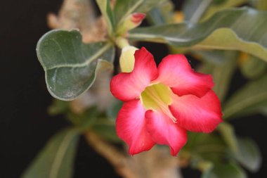 Bahçedeki güzel pembe çiçekler