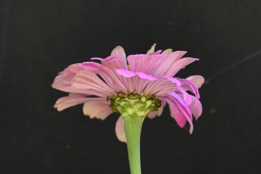 Siyah arkaplanda izole edilmiş pembe çiçek.