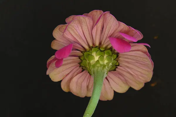 pink flower isolated on black background.