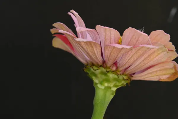 stock image pink flower isolated on black background.