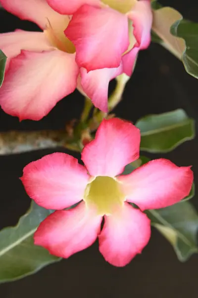 Bellissimi Fiori Rosa Giardino — Foto Stock