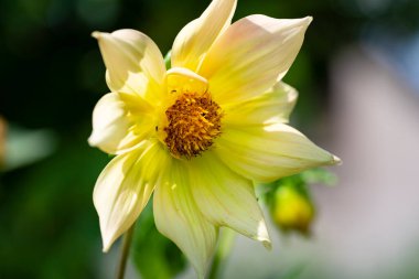 close up of beautiful  flower growing in the garden 