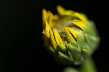 Güzel çiçeğe yaklaş.