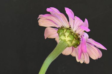 Siyah arkaplanda izole edilmiş pembe çiçek.