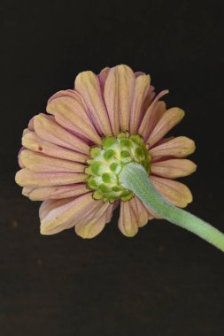 Güzel çiçeğe yaklaş.