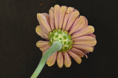 Güzel çiçeğe yaklaş.