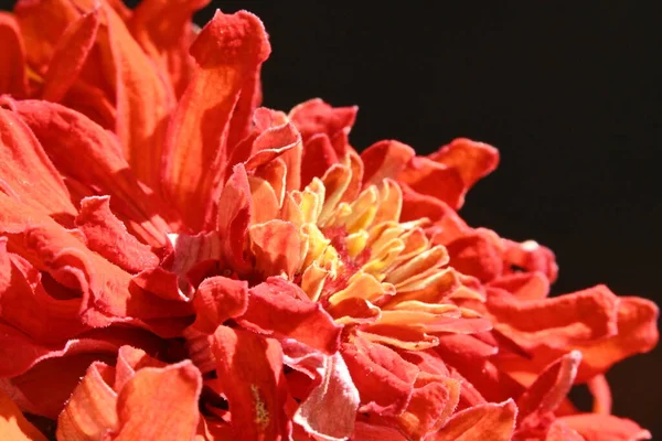 庭で育つ美しい花の終わり — ストック写真