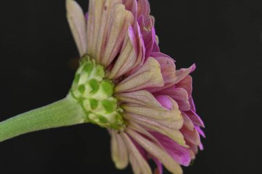 Siyah arkaplanda izole edilmiş pembe çiçek.