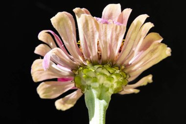 Güzel çiçeğe yaklaş.