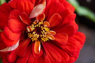 Bahçedeki güzel kırmızı çiçekleri yakından çek.