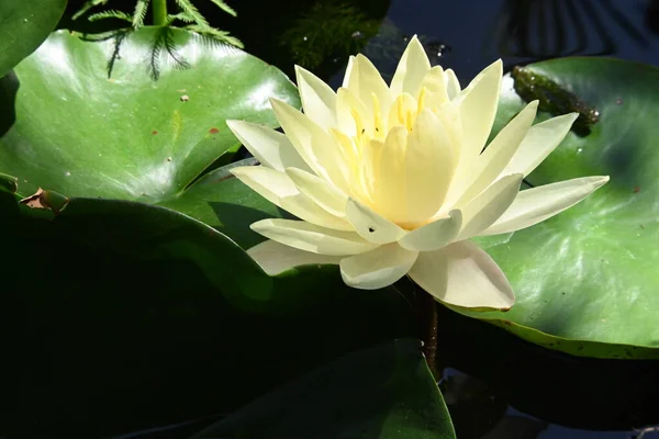 Beautiful White Lotus Flower Pond — Stock Photo, Image