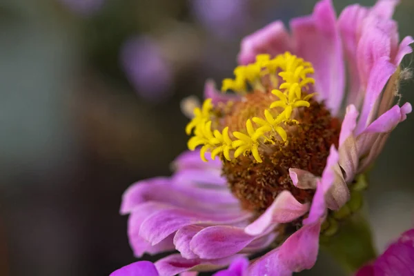Pink Flower Isolated Black Background — Stock Photo, Image