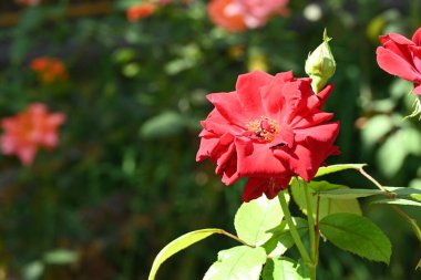 Güzel gül çiçeğine yaklaş