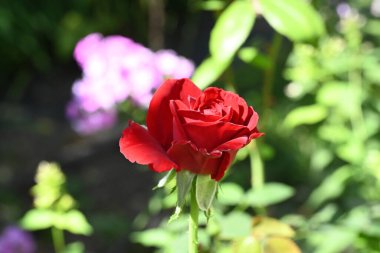 Güzel gül çiçeğine yaklaş