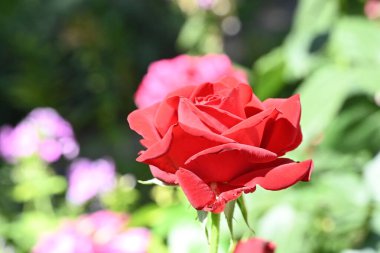 Güzel gül çiçeğine yaklaş