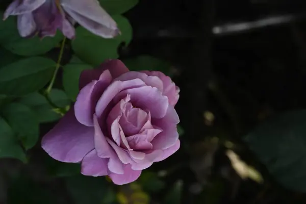 Красивый Цветок Розы Саду — стоковое фото