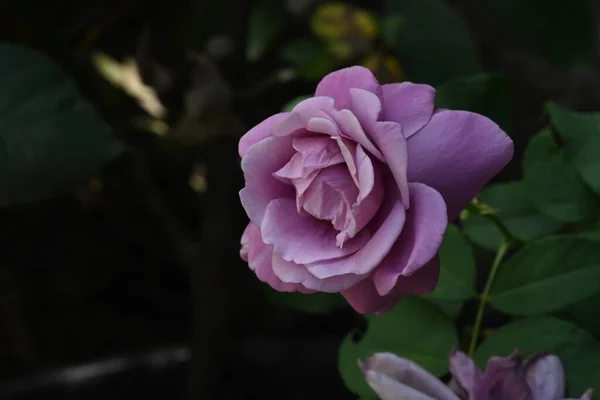 Krásná Růžová Květina Zahradě — Stock fotografie