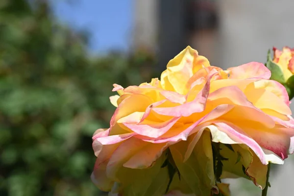 美しいバラの花の終わり — ストック写真