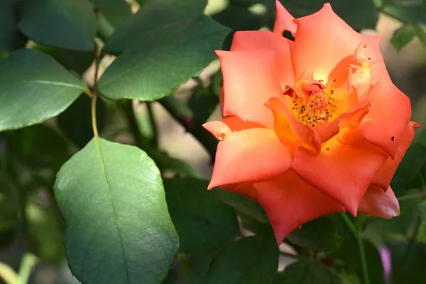 Nahaufnahme Der Schönen Rosenblüte — Stockfoto