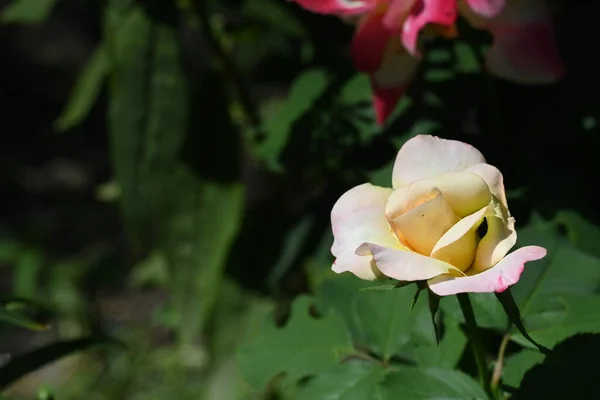 Close Beautiful Rose Flower — Stock Photo, Image