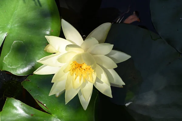 Красива Біла Квітка Лотоса Ставку — стокове фото