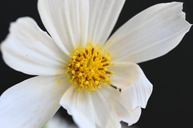 Koyu arkaplanda beyaz kozmos çiçeği